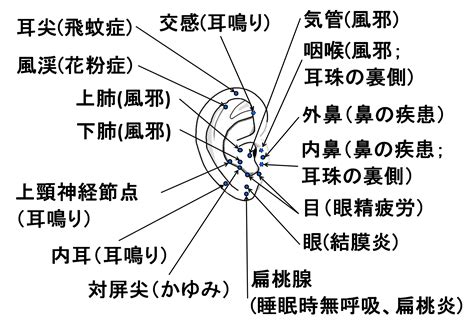 耳珠位置|耳ツボ図解